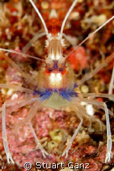 Shrimp with a belly load of eggs. by Stuart Ganz 